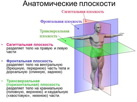 Аналогия в анатомии