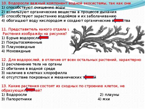 Важность водорослей для экосистемы