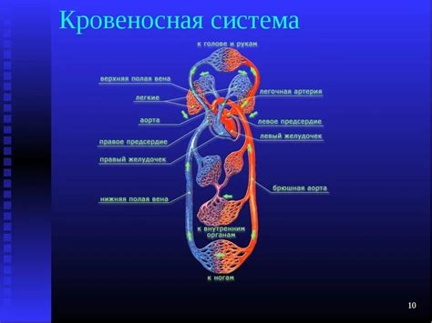Важность селезенки при формировании правильной структуры кровеносной системы