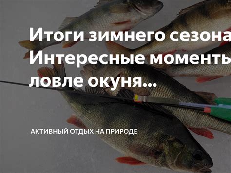 Важные моменты при ловле окуня
