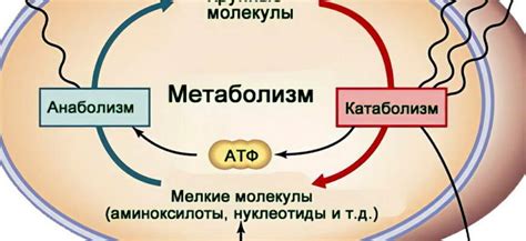 Влияние метаболизма на результаты тренировок