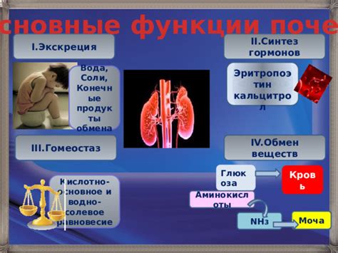 Влияние селезенки на обмен веществ и гормональное равновесие