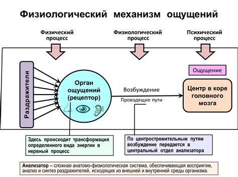 Восприятие окружающего мира: шаг к знаниям