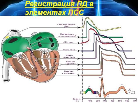 Значение для сердечной системы