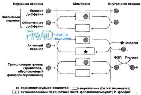 Механизмы поступления веществ