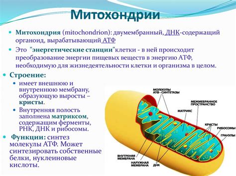 Митохондрии: основные аспекты