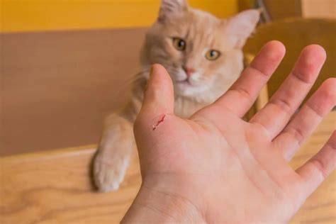 Нападение кошек во сне