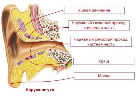 Неадекватная анатомия ушей