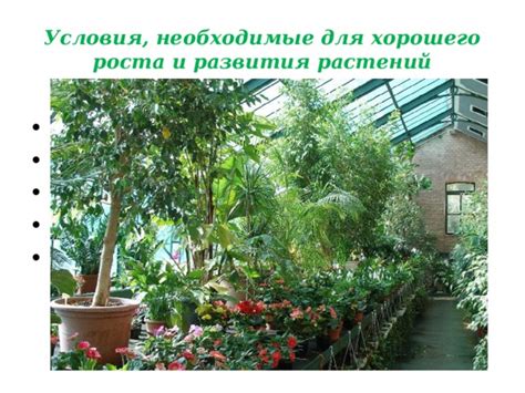Освещение и температурный режим: важные факторы для здоровья растения