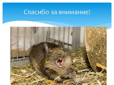 Особенности самок