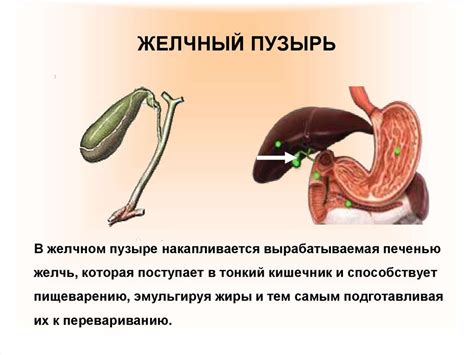 Плов после удаления желчного пузыря