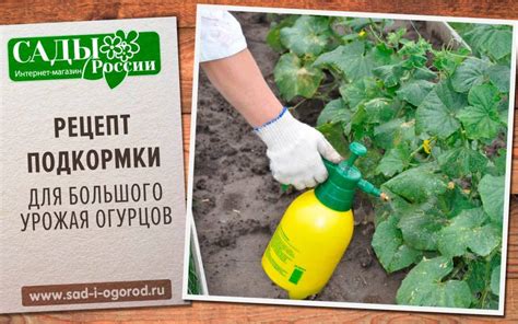 Правильное удобрение и подкормка растения