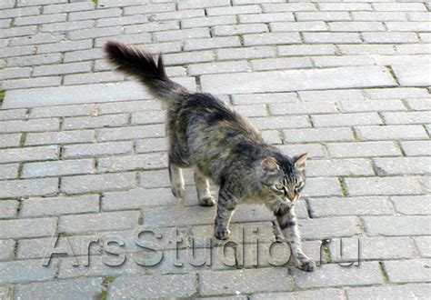 Природное поведение кошек
