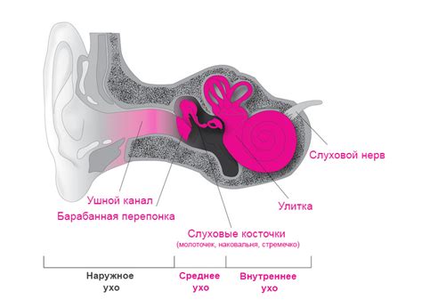 Причины тугоухости