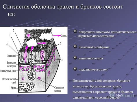 Проверка опушки и покровного слоя