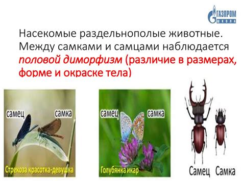 Различие в размере и форме