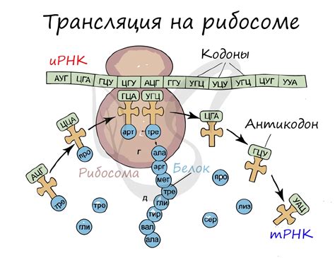 Роль антикодонов в процессе трансляции