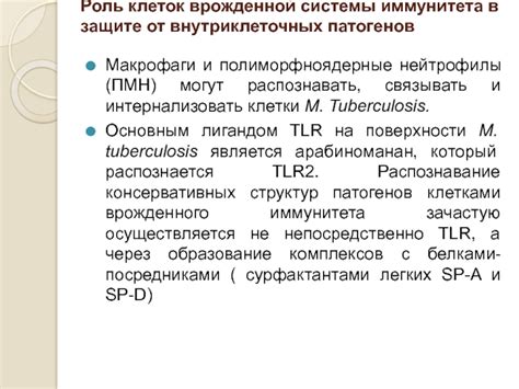 Роль клеток в защите от болезней