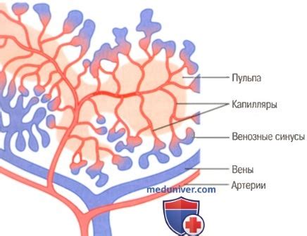 Роль селезенки в фильтрации крови и утилизации старых эритроцитов