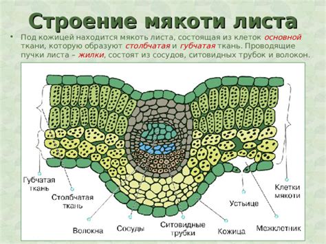 Слабая мякоть и рассыпчатость