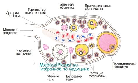 Структура яичника