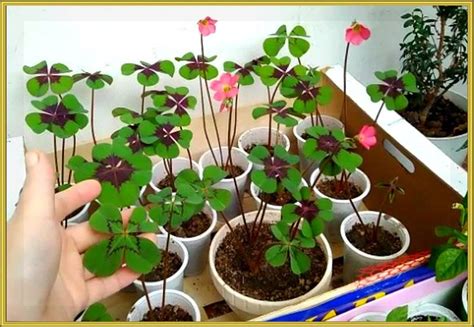 Уход за кислицей после пересадки