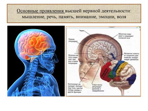 Физиологические аспекты возникновения печали