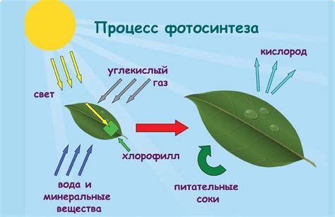 Фотосинтез и питание растения
