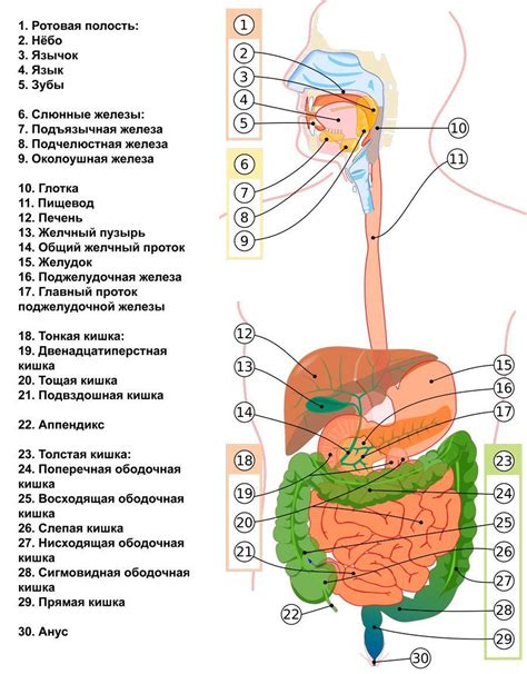 Функции органов