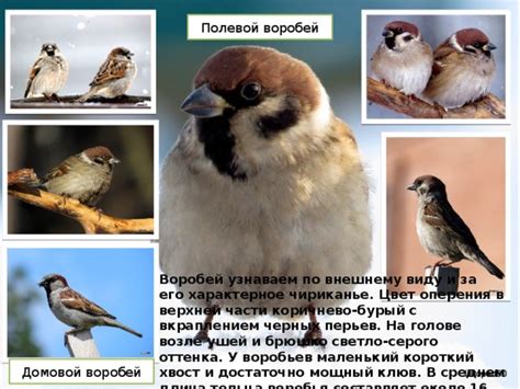 Функции перьев воробья