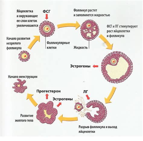 Функции фолликулов яичника