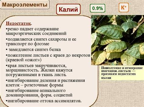 Химический состав растения