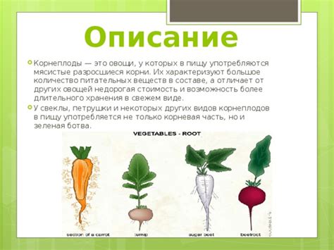 Ценные корнеплоды: