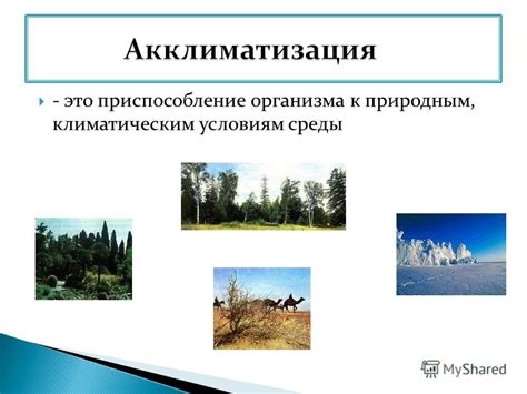 Чувствительность коричневого носа к климатическим условиям