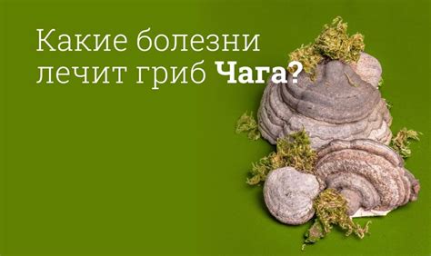  Способы заваривания джимены 