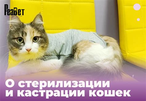 Важные правила по уходу за кошками