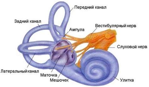 Влияние высоких доз рентгеновского излучения на вестибулярный аппарат
