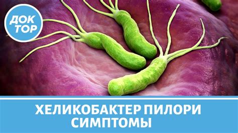 Влияние ослабленных иммунных систем на заразительность хеликобактер от собаки