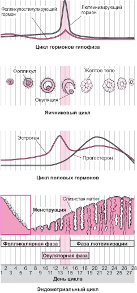 Возможные изменения менструального цикла из-за приема антибиотиков