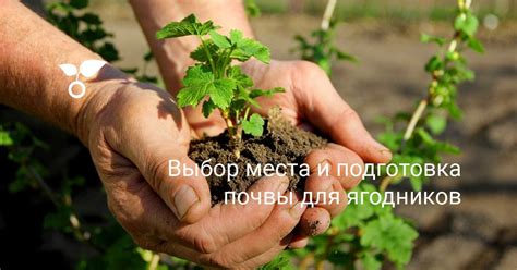 Выбор места и подготовка почвы