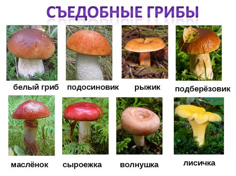 Выбор правильного сорта белых грибов