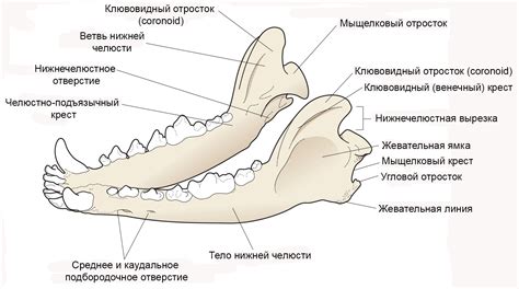 Гигиена зубов у кошки и собаки второго класса