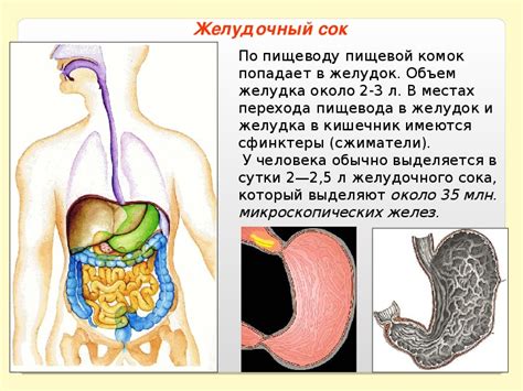 Действие комнатной воды на пищеварение