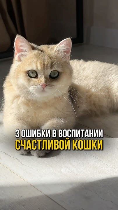 Какие наказания следует избегать при воспитании кошки