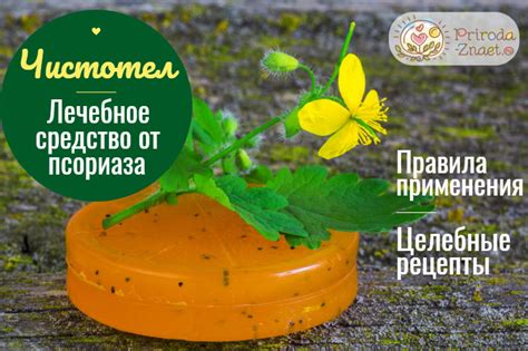 Как применять чистотел для борьбы с шипицей: эффективные методы