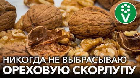 Как создать оптимальные условия для соседства грецкого ореха и груш
