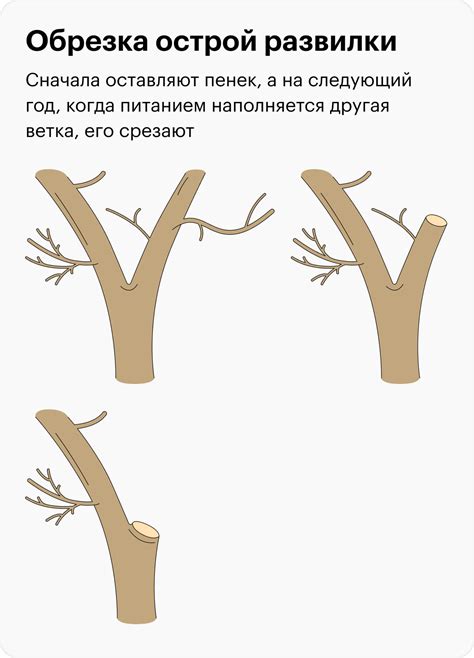 Когда следует замазывать срезы после обрезки деревьев