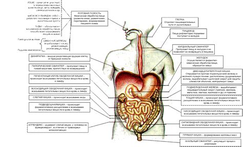 Неустойчивые пищеварительные системы