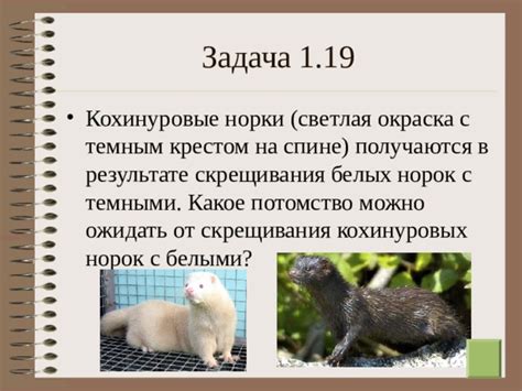 Обнаружение и исследование белых норок