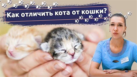 Ограничения при взятии в руки новорожденных котят